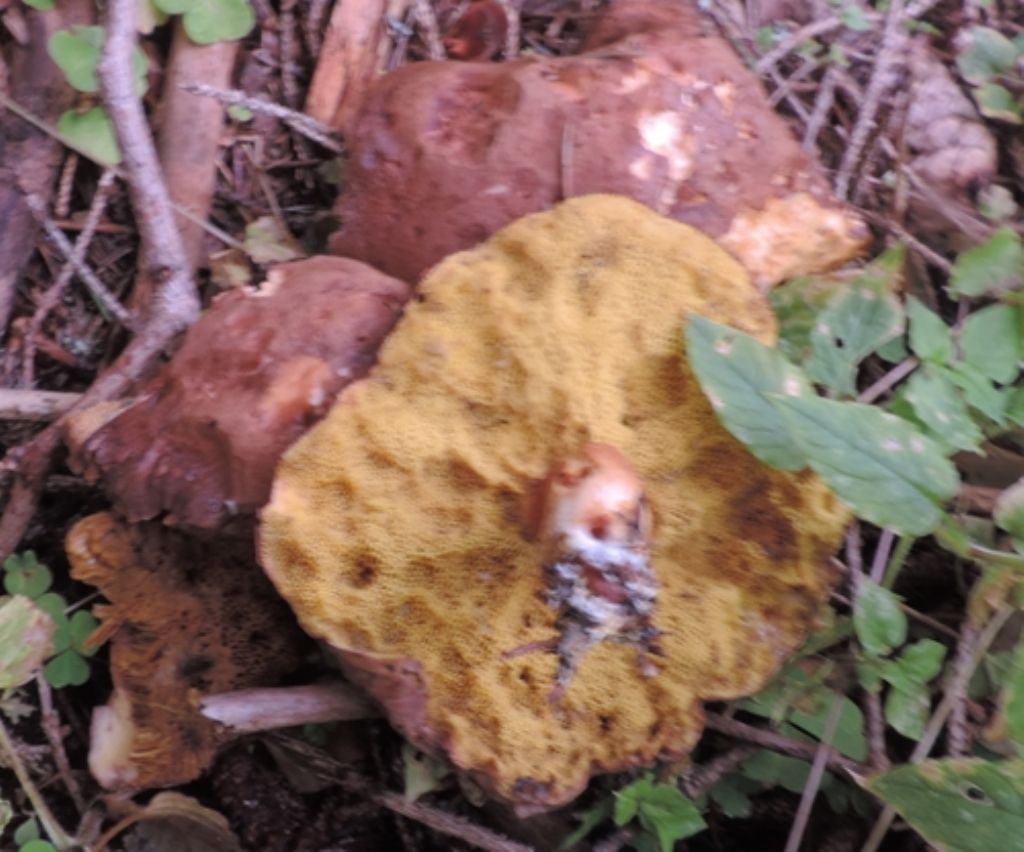 Xerocomus vecchiotto